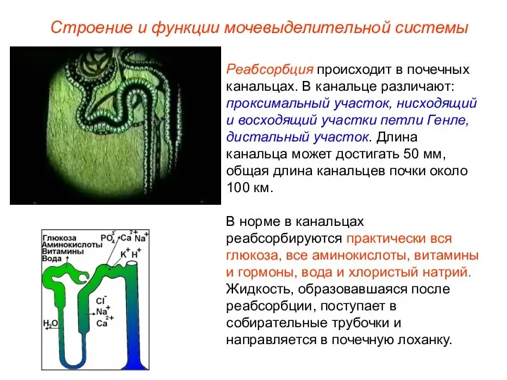 Реабсорбция происходит в почечных канальцах. В канальце различают: проксимальный участок, нисходящий