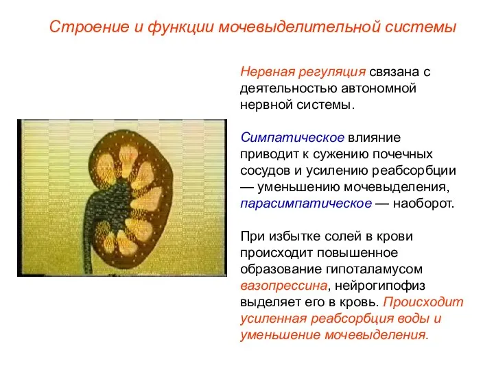 Нервная регуляция связана с деятельностью автономной нервной системы. Симпатическое влияние приводит