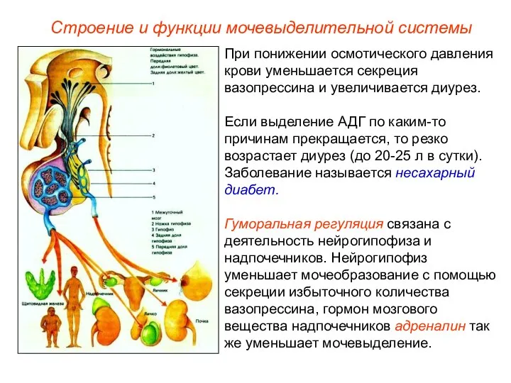 При понижении осмотического давления крови уменьшается секреция вазопрессина и увеличивается диурез.