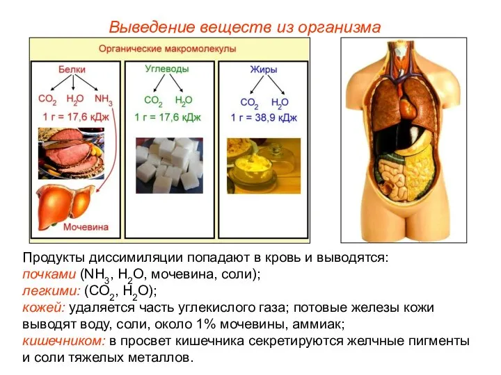 Выведение веществ из организма Продукты диссимиляции попадают в кровь и выводятся: