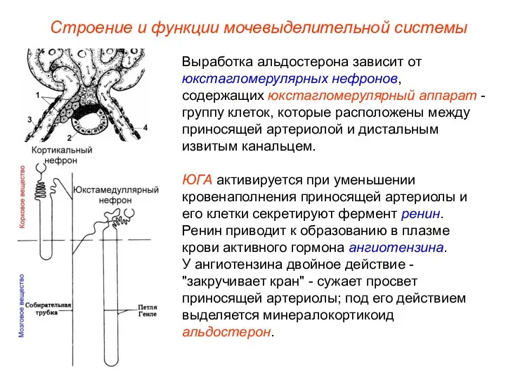 Строение и функции мочевыделительной системы Выработка альдостерона зависит от юкстагломерулярных нефронов,