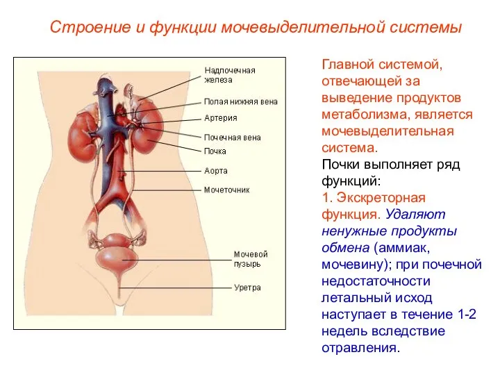 Строение и функции мочевыделительной системы Главной системой, отвечающей за выведение продуктов