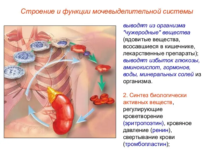 Строение и функции мочевыделительной системы выводят из организма "чужеродные" вещества (ядовитые