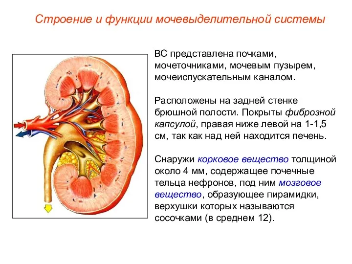 ВС представлена почками, мочеточниками, мочевым пузырем, мочеиспускательным каналом. Расположены на задней