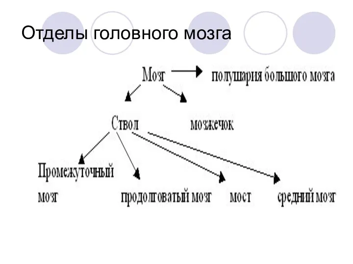 Отделы головного мозга