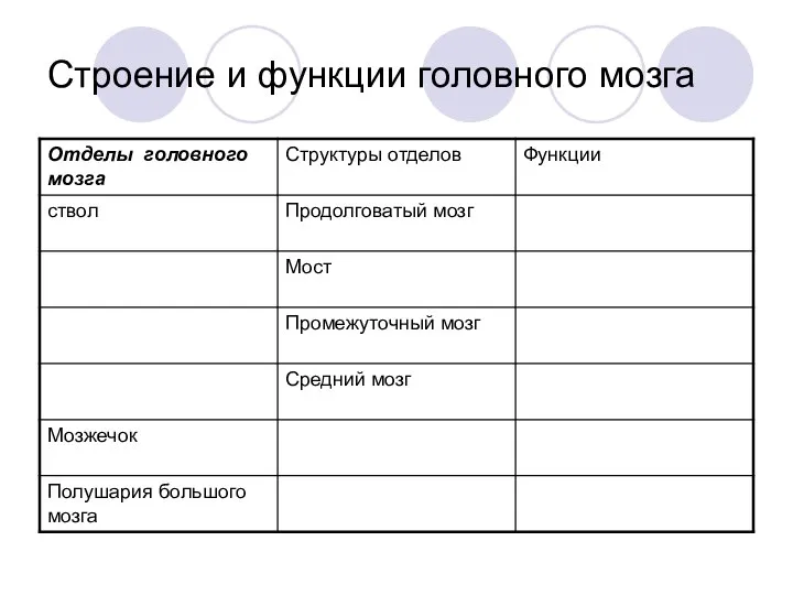 Строение и функции головного мозга