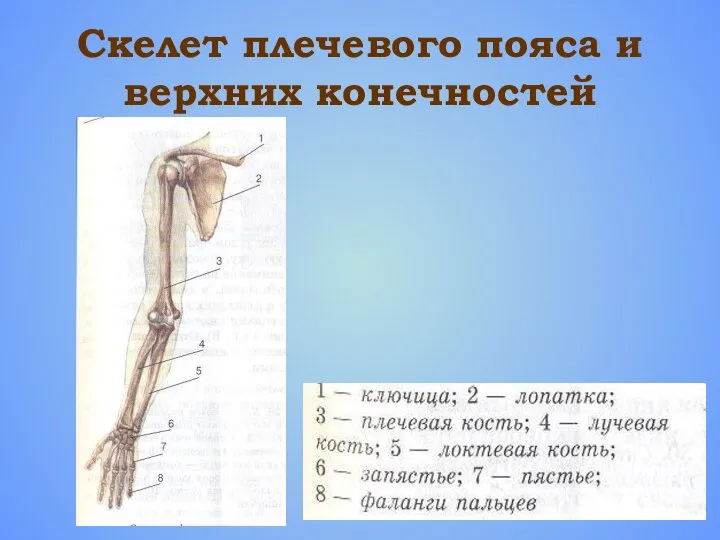 Скелет плечевого пояса и верхних конечностей