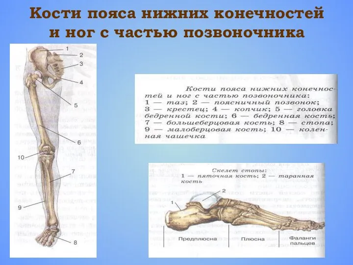 Кости пояса нижних конечностей и ног с частью позвоночника