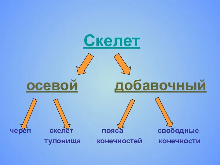 Скелет осевой добавочный череп скелет пояса свободные туловища конечностей конечности