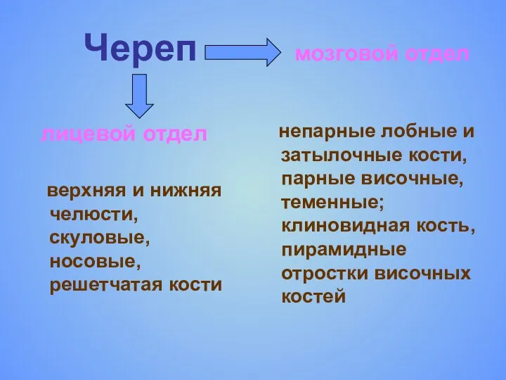 Череп мозговой отдел лицевой отдел верхняя и нижняя челюсти, скуловые, носовые,