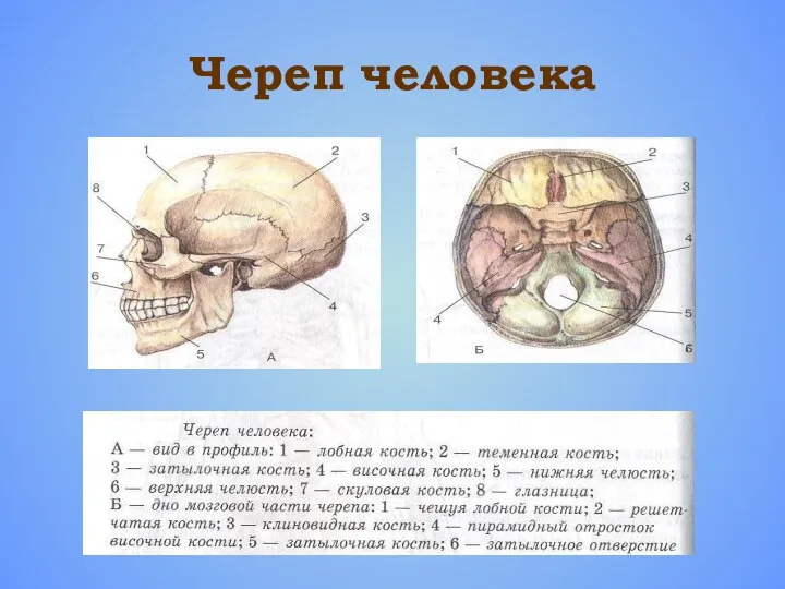 Череп человека