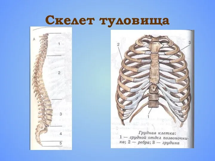 Скелет туловища