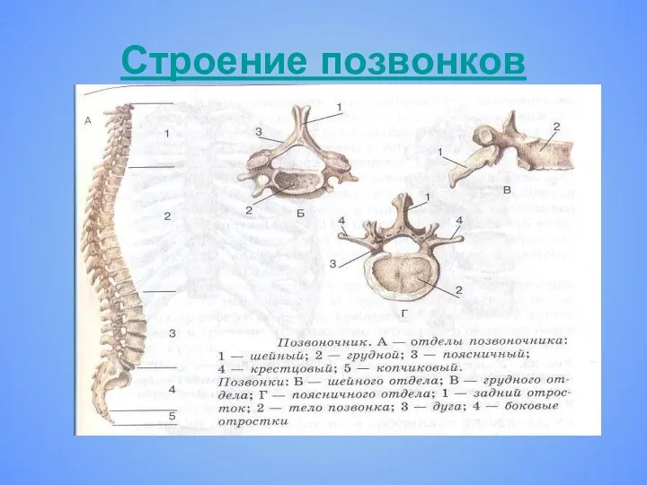 Строение позвонков