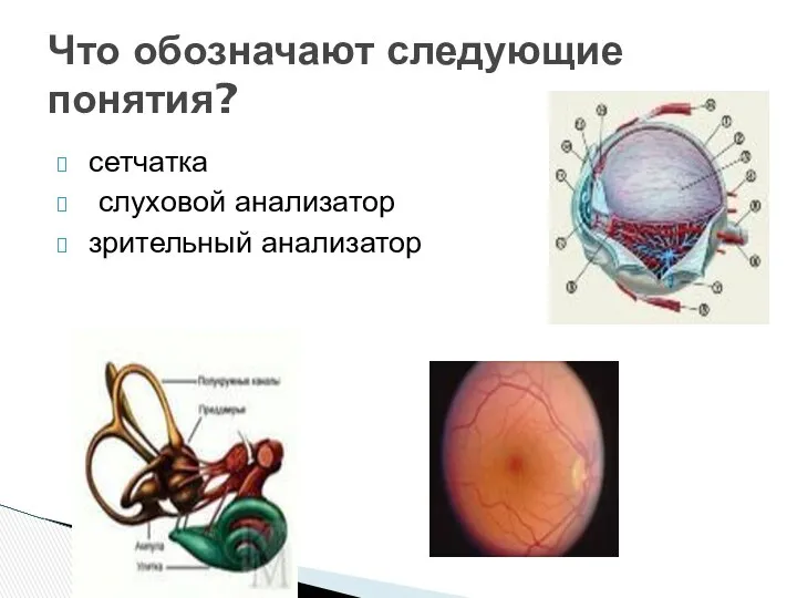 сетчатка слуховой анализатор зрительный анализатор Что обозначают следующие понятия?