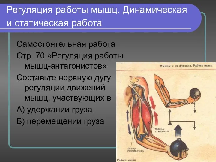 Регуляция работы мышц. Динамическая и статическая работа Самостоятельная работа Стр. 70