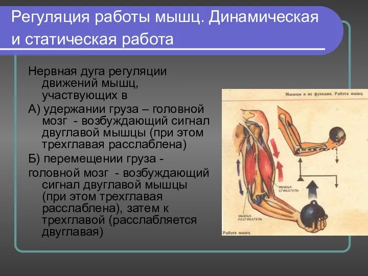 Регуляция работы мышц. Динамическая и статическая работа Нервная дуга регуляции движений