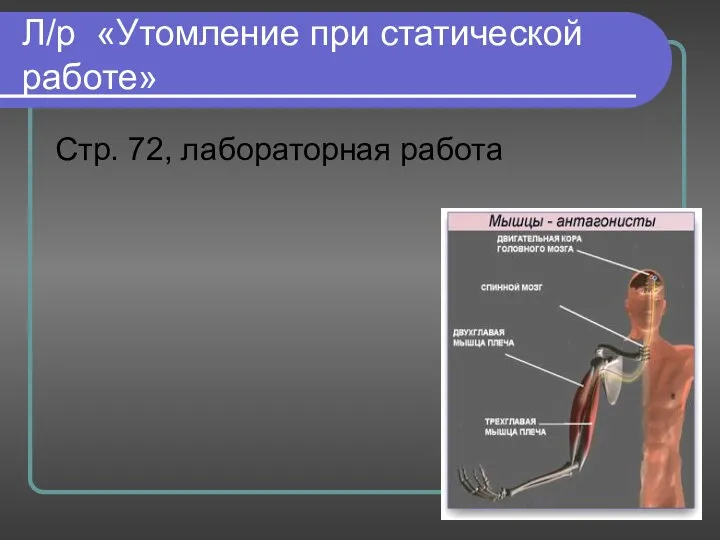 Л/р «Утомление при статической работе» Стр. 72, лабораторная работа