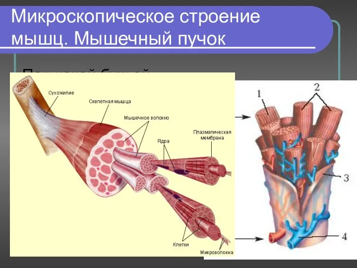 Микроскопическое строение мышц. Мышечный пучок Под какой буквой обозначены гладкая и