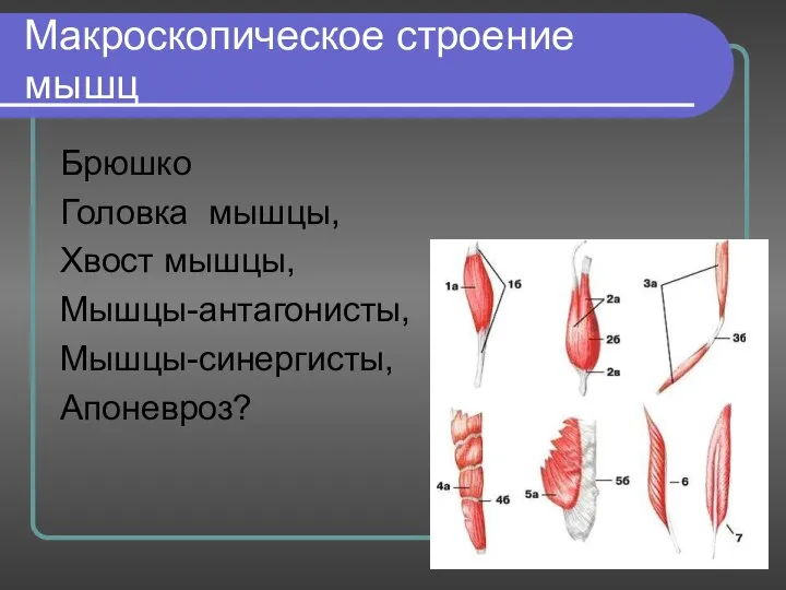 Макроскопическое строение мышц Брюшко Головка мышцы, Хвост мышцы, Мышцы-антагонисты, Мышцы-синергисты, Апоневроз?