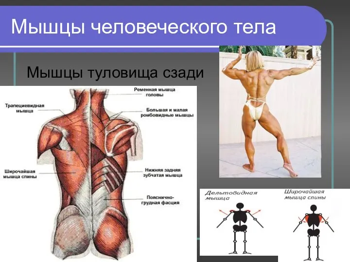 Мышцы человеческого тела Мышцы туловища сзади