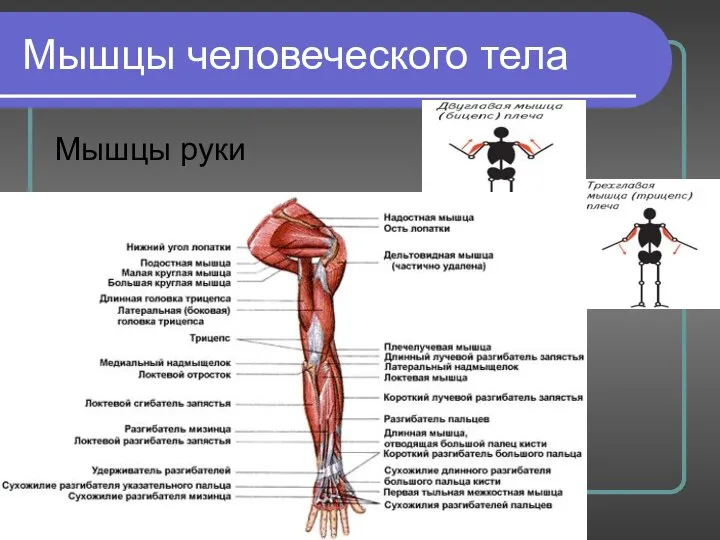 Мышцы человеческого тела Мышцы руки