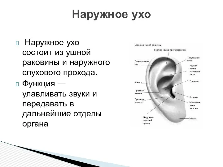 Наружное ухо состоит из ушной раковины и наружного слухового прохода. Функция