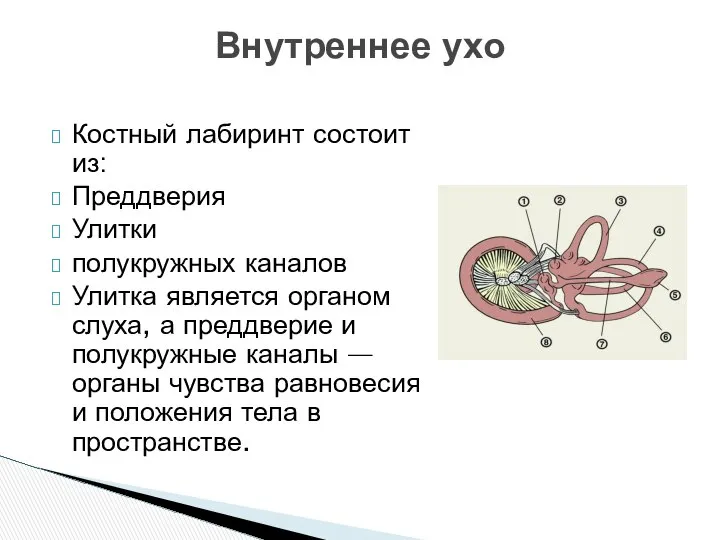 Костный лабиринт состоит из: Преддверия Улитки полукружных каналов Улитка является органом