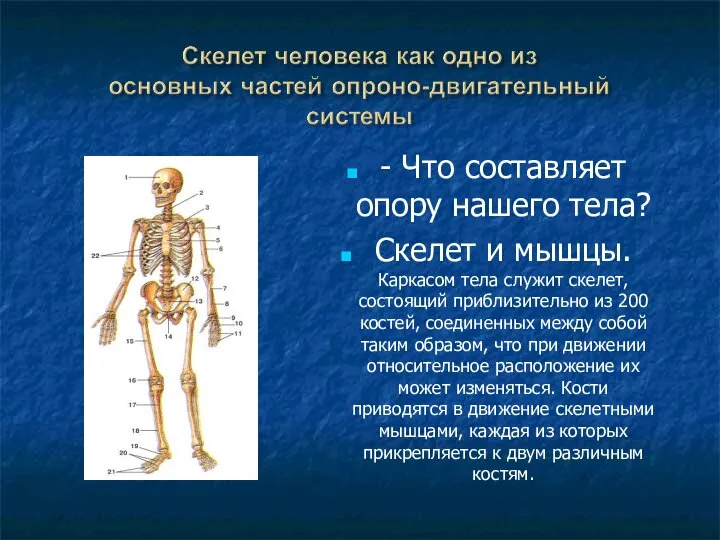 - Что составляет опору нашего тела? Скелет и мышцы. Каркасом тела