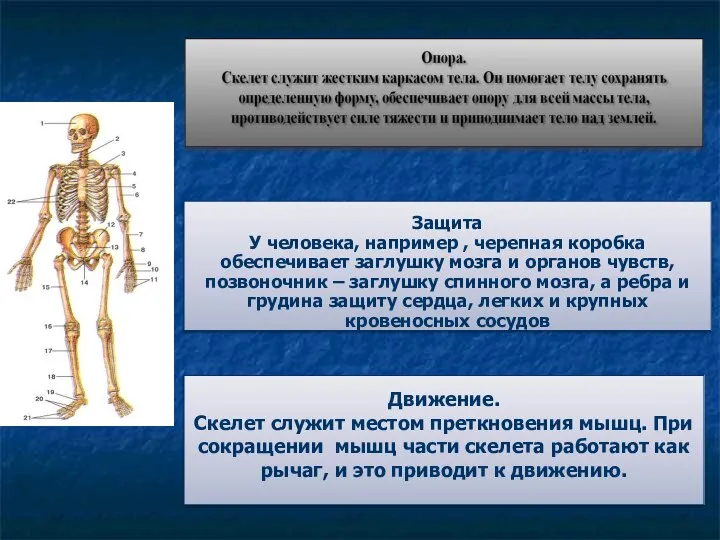 Защита У человека, например , черепная коробка обеспечивает заглушку мозга и