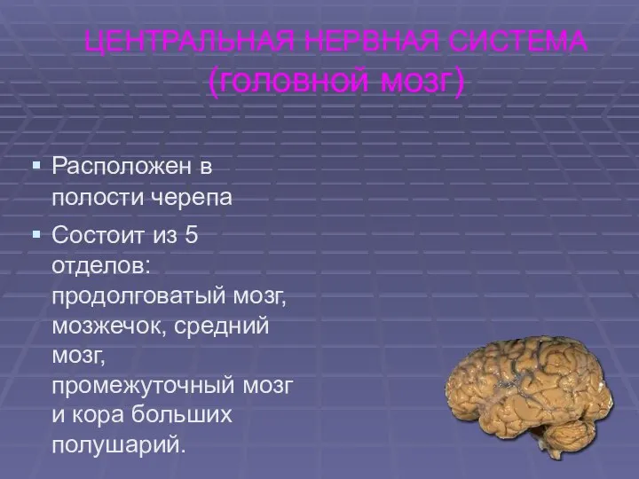 ЦЕНТРАЛЬНАЯ НЕРВНАЯ СИСТЕМА (головной мозг) Расположен в полости черепа Состоит из