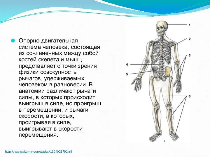 http://www.vitaminov.net/pics/1304028792.gif Опорно-двигательная система человека, состоящая из сочлененных между собой костей скелета