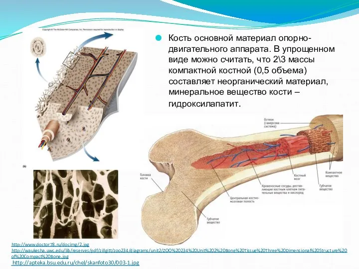 http://www.doctor78.ru/docimg/2.jpg http://waukesha.uwc.edu/lib/reserves/pdf/zillgitt/zoo234/diagrams/unit2/ZOO%20234%20Unit%202%20Bone%20Tissue%20Three%20Dimensional%20Structure%20of%20Compact%20Bone.jpg http://apteka.bsu.edu.ru/chel/skanfoto30/003-1.jpg Кость основной материал опорно-двигательного аппарата. В упрощенном виде