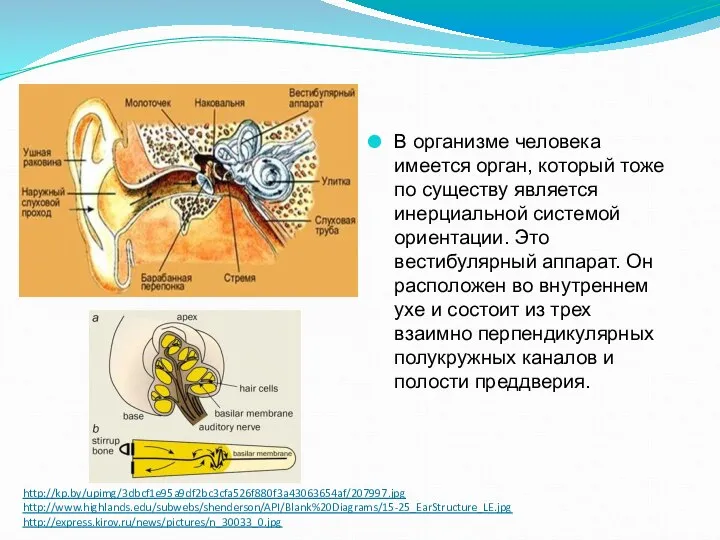 http://kp.by/upimg/3dbcf1e95a9df2bc3cfa526f880f3a43063654af/207997.jpg http://www.highlands.edu/subwebs/shenderson/API/Blank%20Diagrams/15-25_EarStructure_LE.jpg http://express.kirov.ru/news/pictures/n_30033_0.jpg В организме человека имеется орган, который тоже по