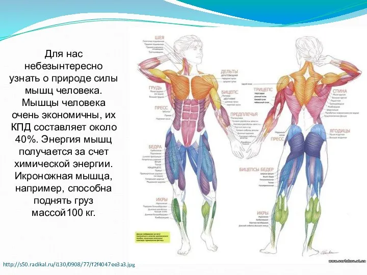 http://s50.radikal.ru/i130/0908/77/f2f4047ee3a3.jpg Для нас небезынтересно узнать о природе силы мышц человека. Мышцы