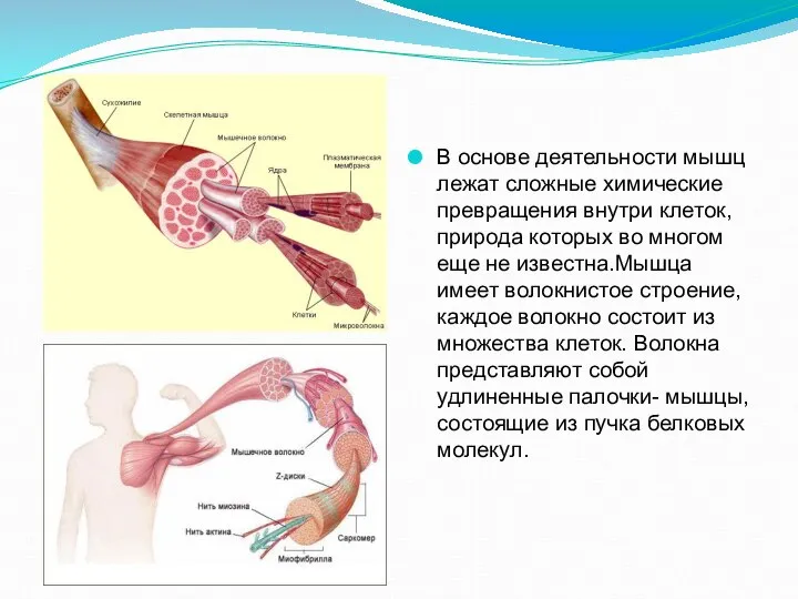 http://www.ebio.ru/images/07020301.gif http://www.bodybuild.com.ua/images/uploads/fckeditor/muscles.jpg В основе деятельности мышц лежат сложные химические превращения внутри