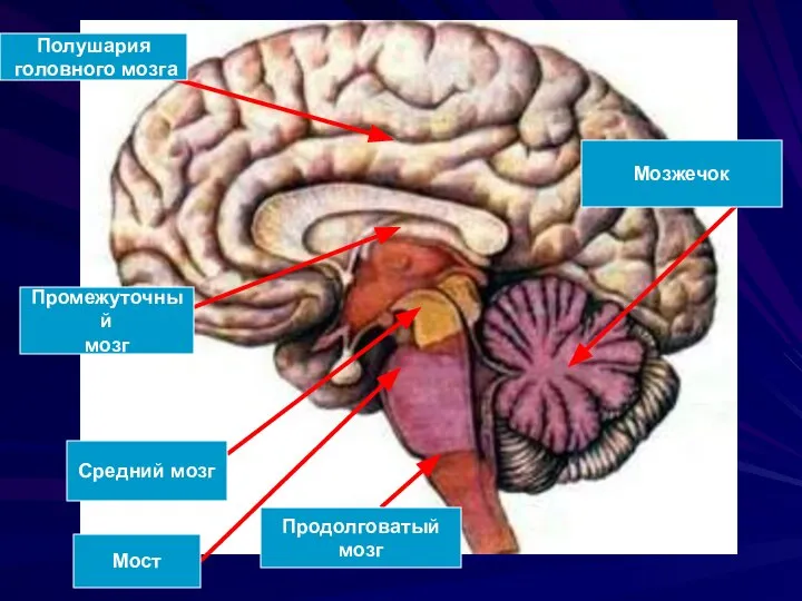 Полушария головного мозга Промежуточный мозг Средний мозг Мост Продолговатый мозг Мозжечок