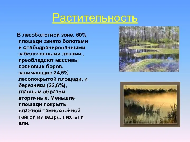 Растительность В лесоболотной зоне, 60% площади занято болотами и слабодренированными заболоченными