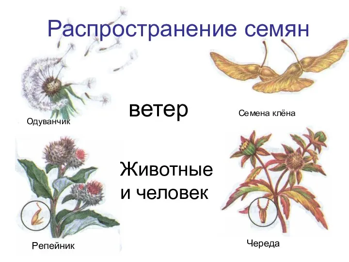 Животные и человек Распространение семян Одуванчик Семена клёна Репейник Череда ветер