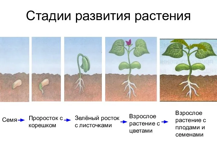 Стадии развития растения Семя Проросток с корешком Зелёный росток с листочками