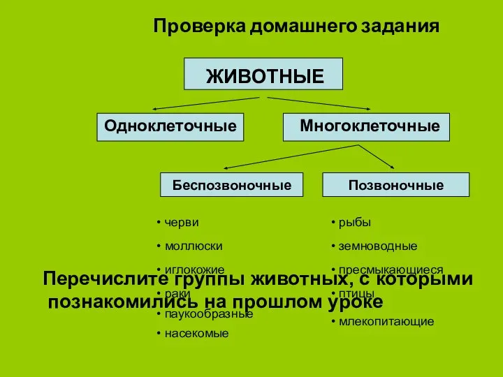 ЖИВОТНЫЕ Одноклеточные Многоклеточные Беспозвоночные Позвоночные черви моллюски иглокожие раки паукообразные насекомые