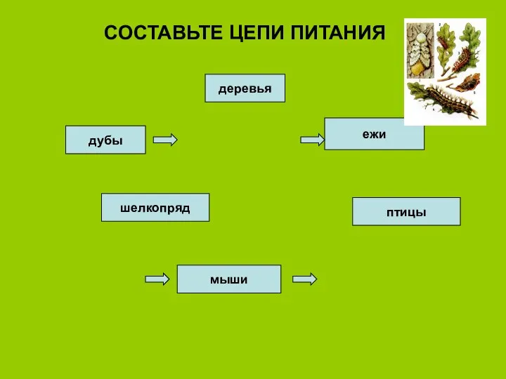 СОСТАВЬТЕ ЦЕПИ ПИТАНИЯ дубы шелкопряд птицы деревья мыши ежи