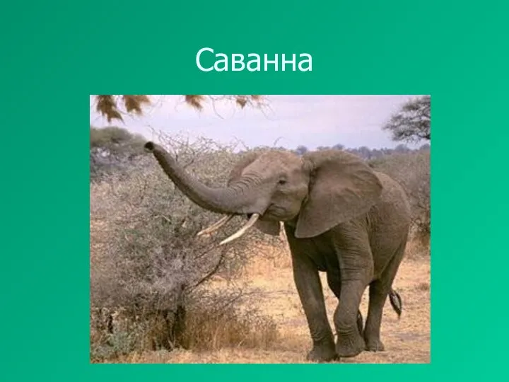 Саванна