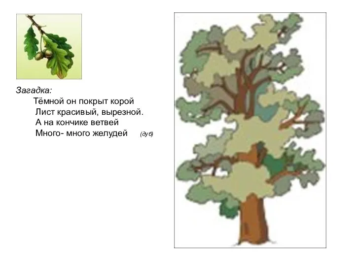 Загадка: Тёмной он покрыт корой Лист красивый, вырезной. А на кончике ветвей Много- много желудей (дуб)