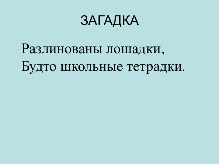 ЗАГАДКА Разлинованы лошадки, Будто школьные тетрадки.