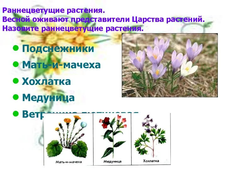 Раннецветущие растения. Весной оживают представители Царства растений. Назовите раннецветущие растения. Подснежники Мать-и-мачеха Хохлатка Медуница Ветреница лютиковая