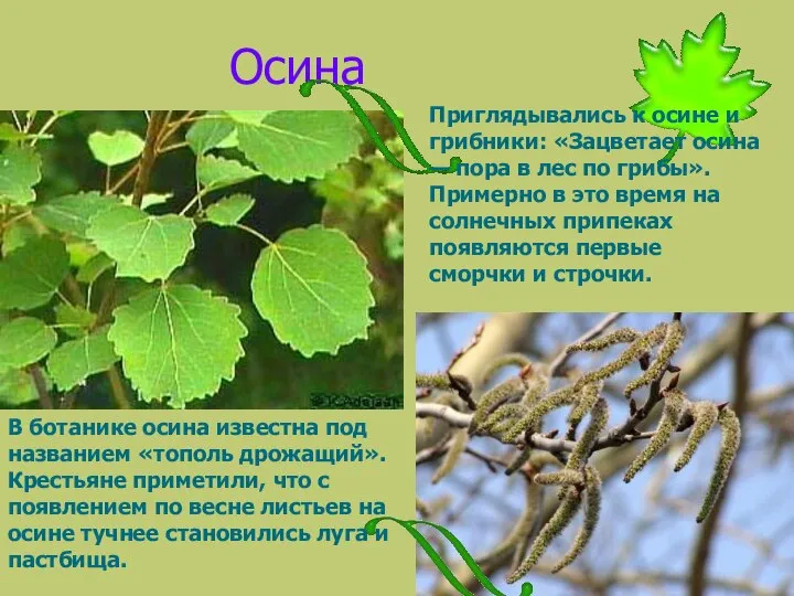 Осина В ботанике осина известна под названием «тополь дрожащий». Крестьяне приметили,