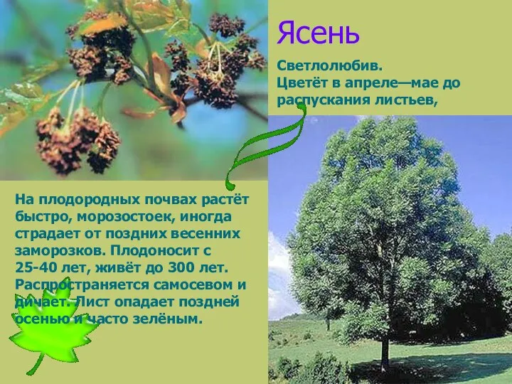 Ясень Светлолюбив. Цветёт в апреле—мае до распускания листьев, На плодородных почвах