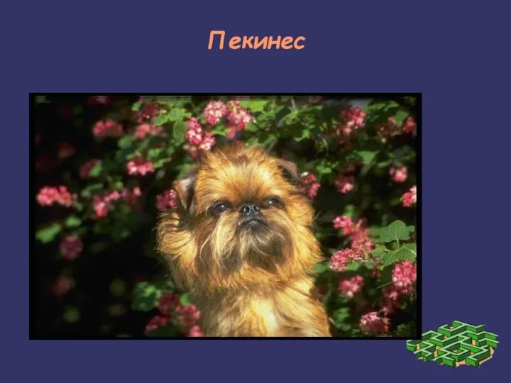 Пекинес