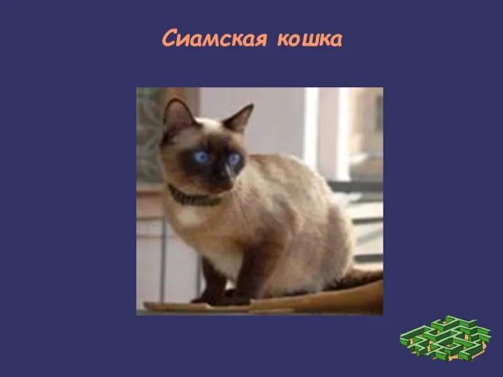 Сиамская кошка