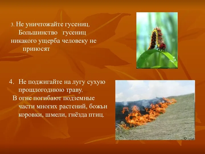 3. Не уничтожайте гусениц. Большинство гусениц никакого ущерба человеку не приносят